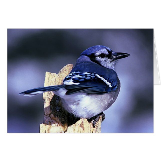 Bel oiseau de geai bleu (Devant horizontal)