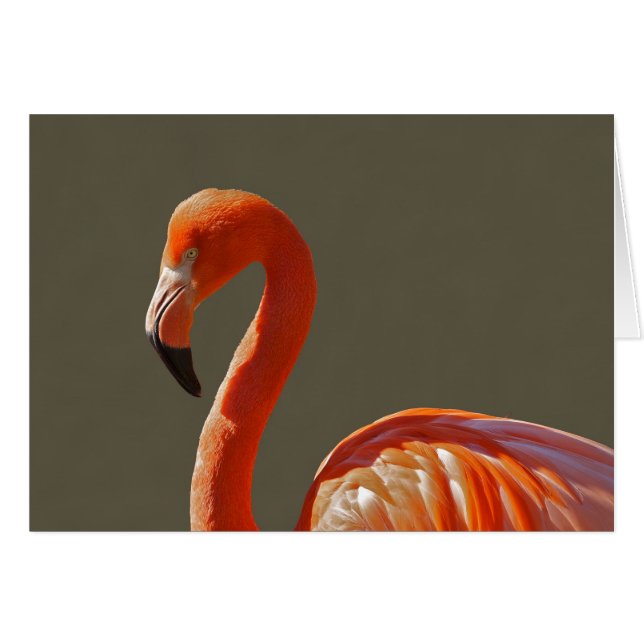 Bel oiseau rouge-rose de flamant (Devant horizontal)