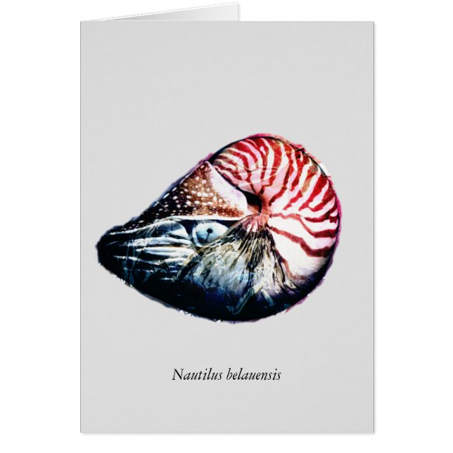 Belauensis de Nautilus (Devant)