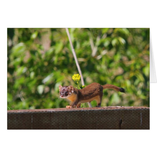 belette Long-coupée la queue (Devant horizontal)