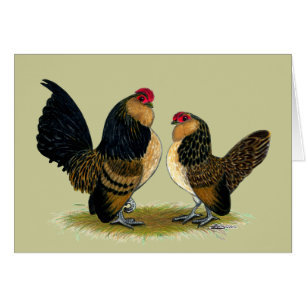 Belge d'Anvers Bantams : Quail