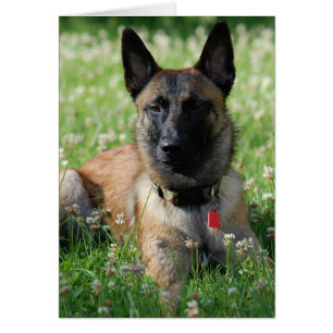 Belge Malinois