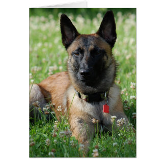 Belge Malinois