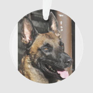 Belge malinois.png