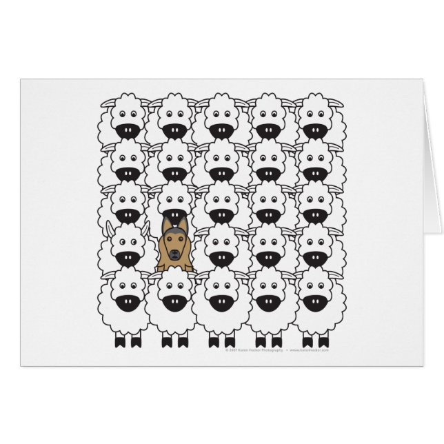 Belge Tervuren chez les moutons (Devant horizontal)