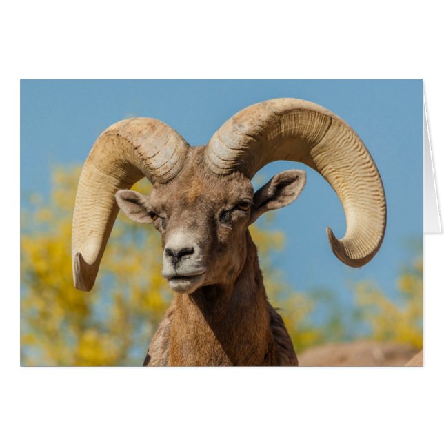 Bélier mouflon du désert (Devant horizontal)
