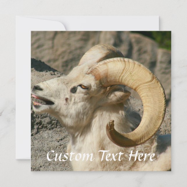 Bélier ou Bighorn Sheep Laughing (Devant)