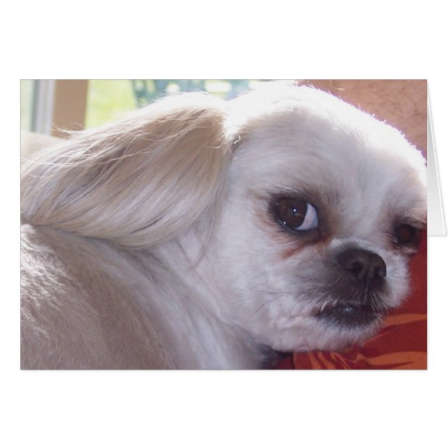 bell (Devant Horizontal)