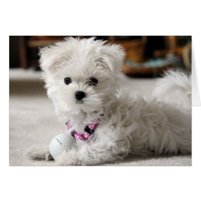 Bella (Devant horizontal)