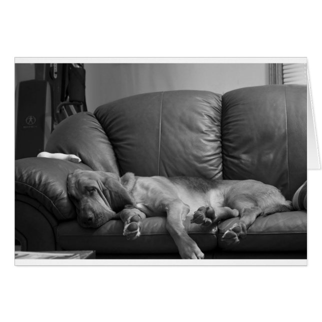 Bella (Devant horizontal)