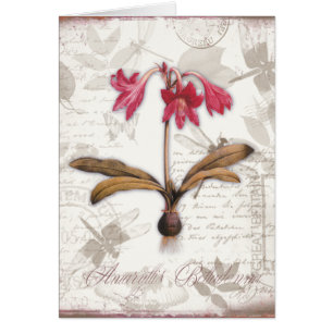 Belladone d'amaryllis