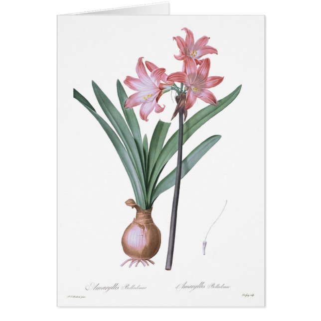 Belladone d'amaryllis (Devant)