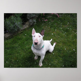 Belle affiche Bully English Bull Terrier