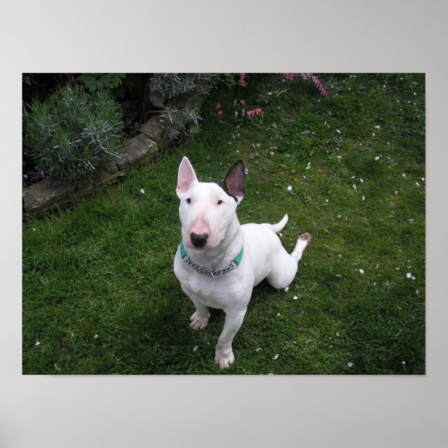 Belle affiche Bully English Bull Terrier (Devant)