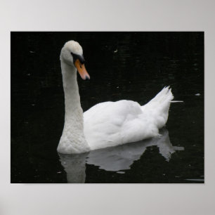 Belle Affiche Cygne Blanc