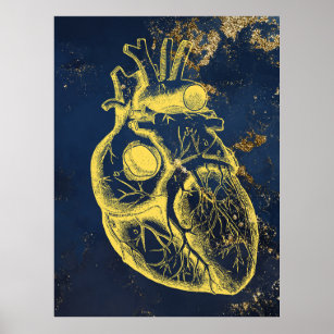 Belle affiche d'anatomie du coeur
