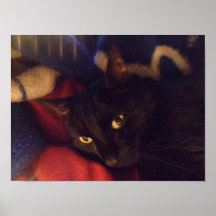 Belle affiche de chat noir