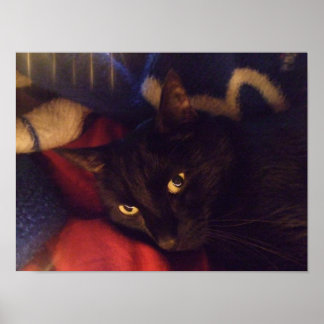 Belle affiche de chat noir
