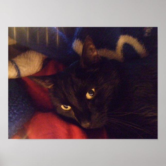 Belle affiche de chat noir (Devant)