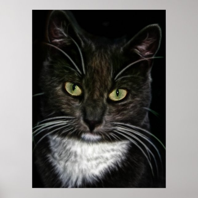 Belle affiche de chat noir et blanc (Devant)