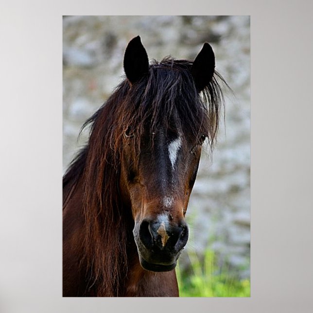Belle affiche de cheval Brown (Devant)