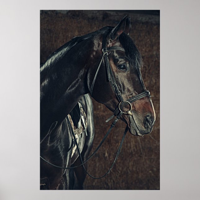Belle affiche de Cheval Noir (Devant)