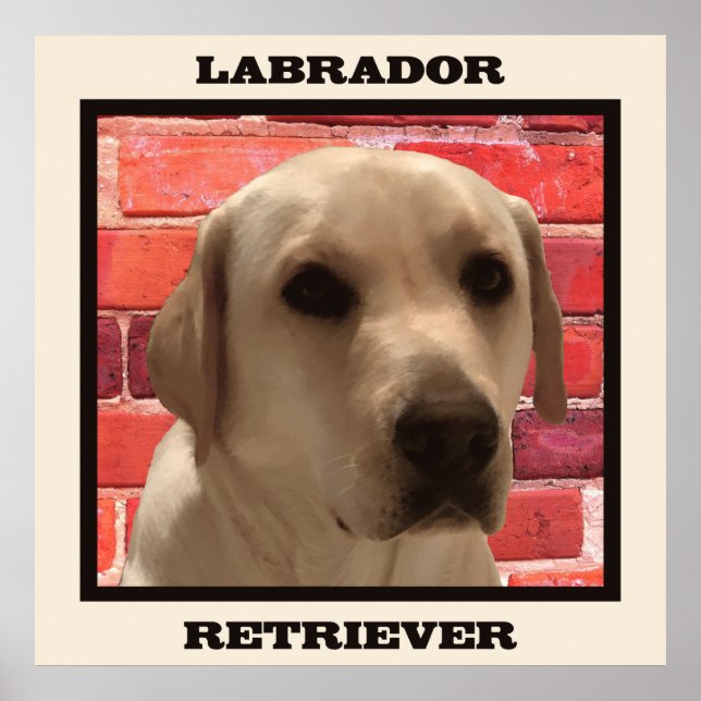Belle affiche de chien de repérage de Labrador jau (Devant)