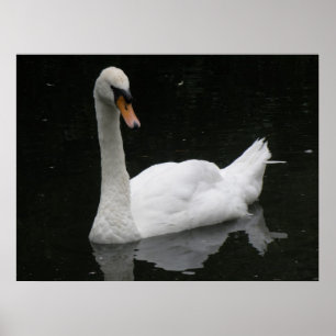 Belle affiche de cygne blanc