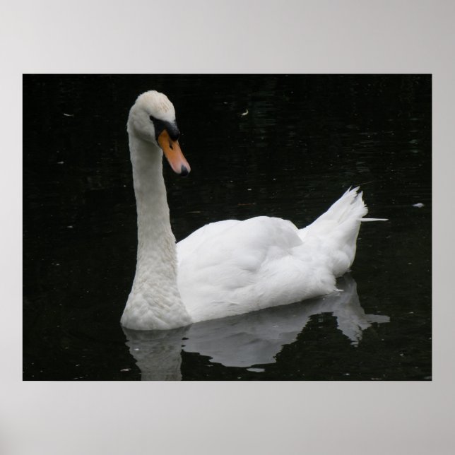 Belle affiche de cygne blanc (Devant)