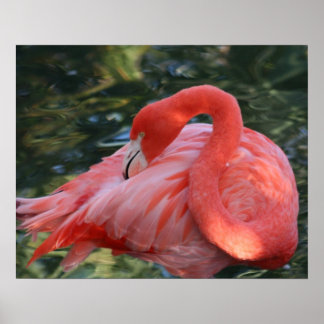 Belle affiche de Flamant rose rose.