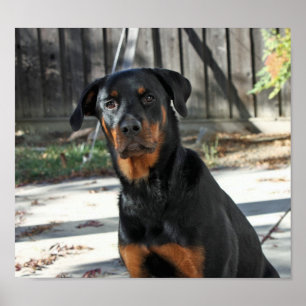 Belle affiche de Heidi Rottweiler