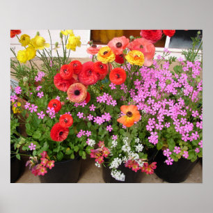 Belle affiche de jardin de fleurs de printemps Ran