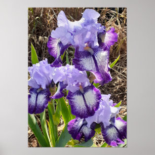 Belle affiche de jardin de fleurs d'iris lilas vio