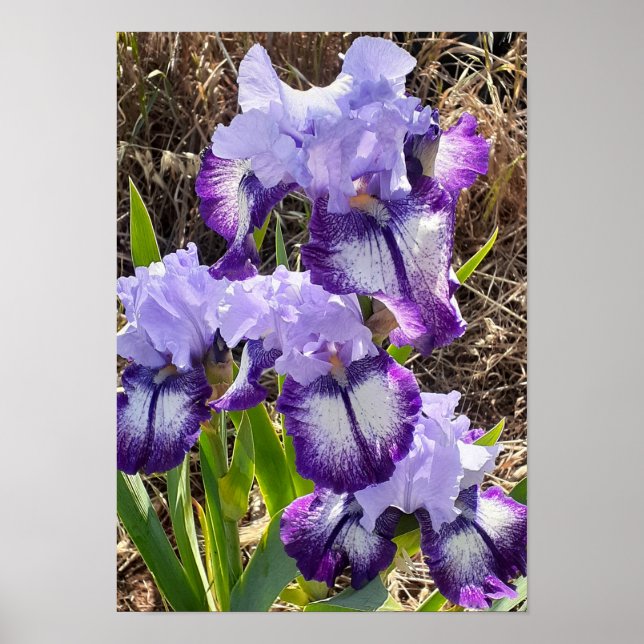 Belle affiche de jardin de fleurs d'iris lilas vio (Devant)