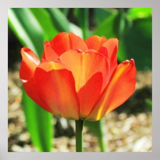 Belle affiche de la tulipe de corail