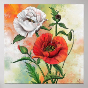 Belle affiche de peinture de coquelicot rouge blan