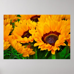 Belle affiche de peinture de tournesol en été