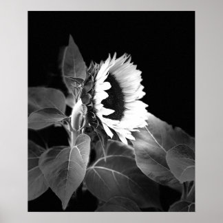 Belle affiche de tournesol en noir et blanc