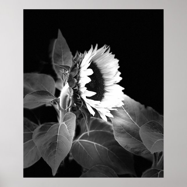 Belle affiche de tournesol en noir et blanc (Devant)