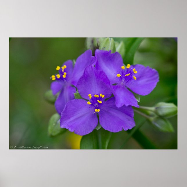 Belle affiche de trio Royal Purple Spiderwort (Devant)