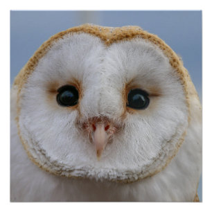 Belle affiche de visage de hibou