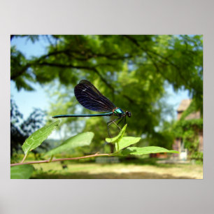 Belle affiche Demoiselle