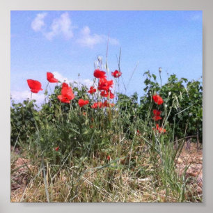 Belle affiche des cépages rouges et des vignes