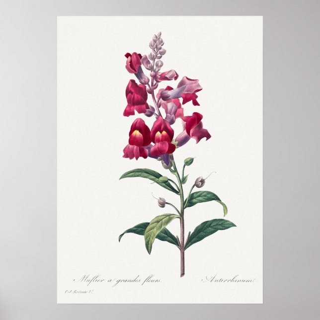 Belle affiche d'illustration Vintage (Devant)