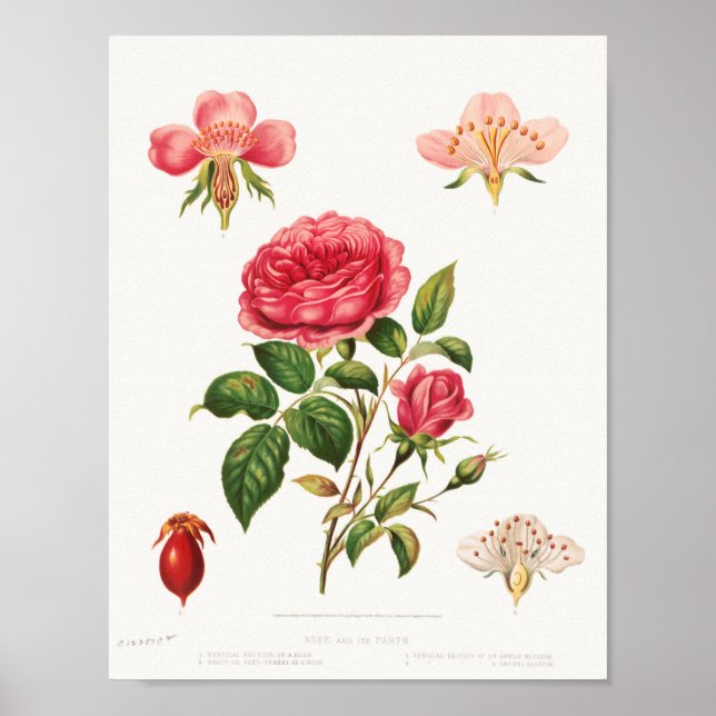 Belle affiche d'illustration Vintage (Devant)