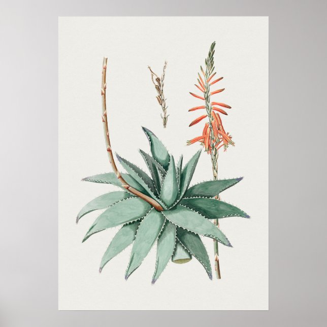 Belle affiche d'illustration Vintage (Devant)