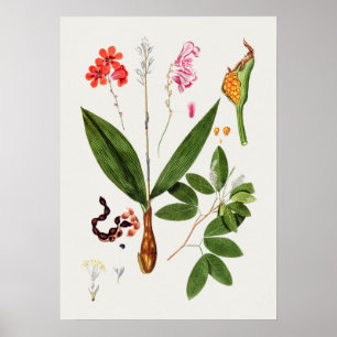 Belle affiche d'illustration Vintage
