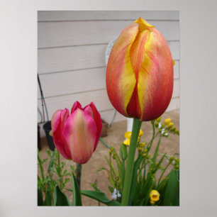 Belle affiche du jardin de la Tulipe Rouge