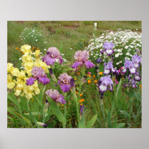 Belle affiche du jardin fleuri Iris Irises