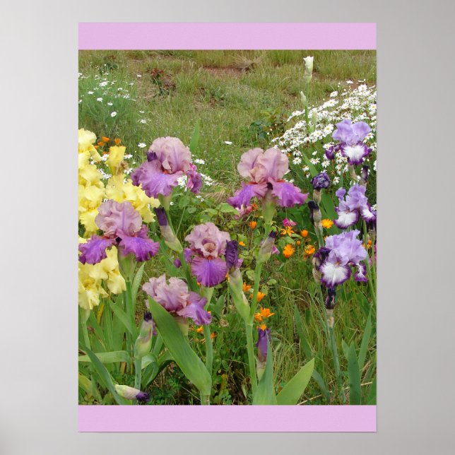 Belle affiche du jardin fleuri Iris Irises (Devant)